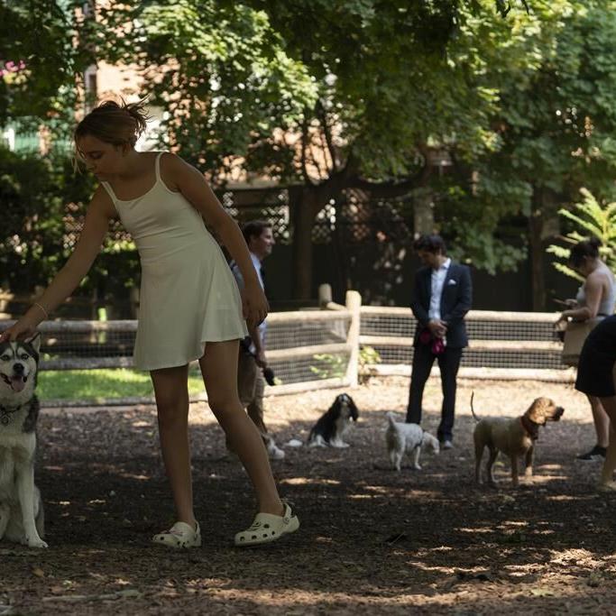 Ban on commercial dog walkers at Toronto park spotlights use of off-leash dog areas
